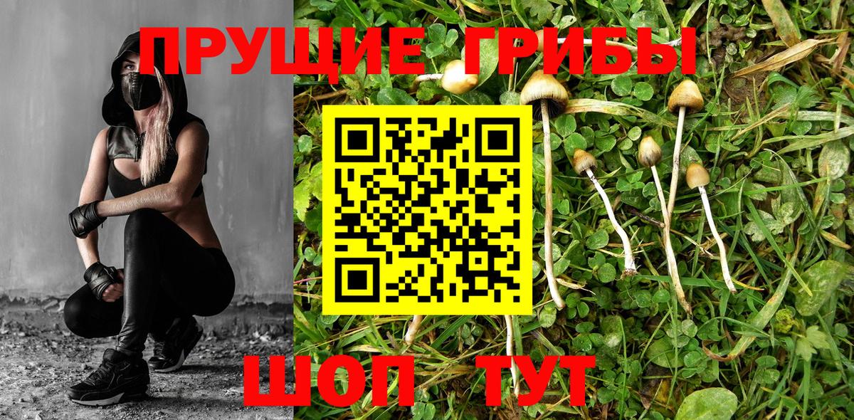 Клинцы  Псилоцибиновые грибы GOLDEN TEACHER  купить   Псилоцибиновые грибы мухоморы  Вход с VPN 